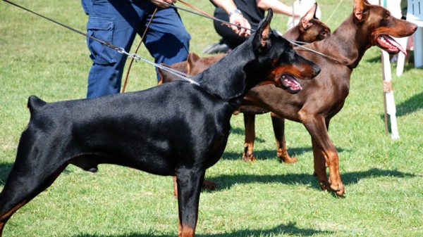 4-H/FFA Dog Show