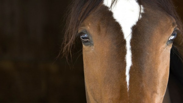 4-H/FFA Horse – Trail & Versatility Ranch