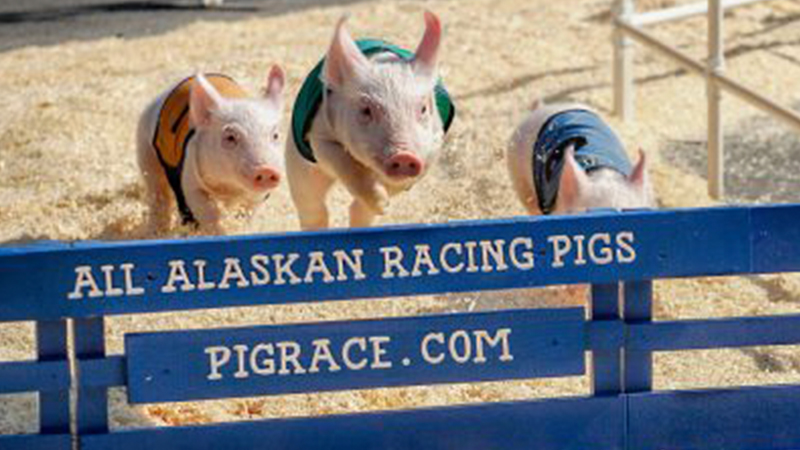 All-Alaskan Racing Pigs