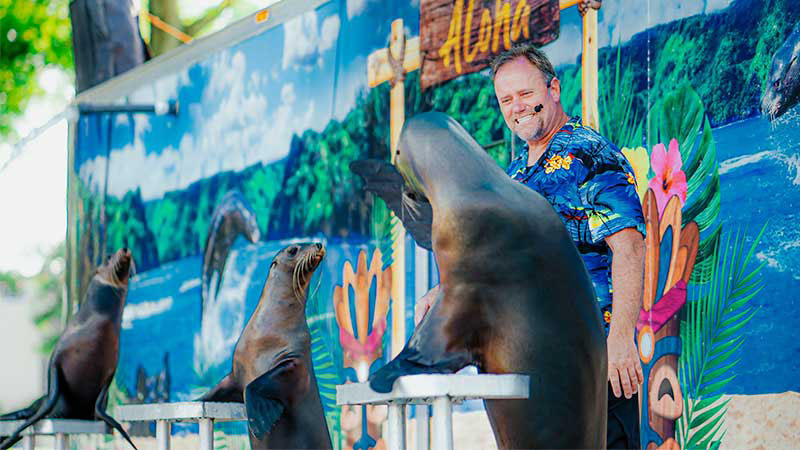 Sea Lion Splash